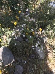 Moscharia pinnatifida