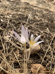 Colchicum kotschyi