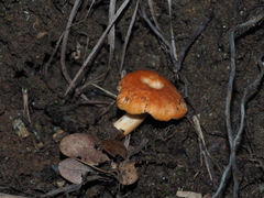 Hydnum rufescens