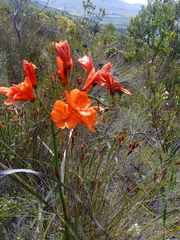 Pillansia templemannii