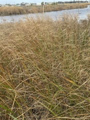 Sporobolus michauxianus
