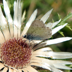 Polyommatus coridon