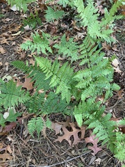 Dryopteris