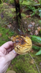 Russula fragrantissima