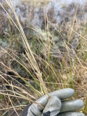 Sporobolus michauxianus