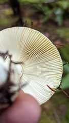 Russula fragrantissima