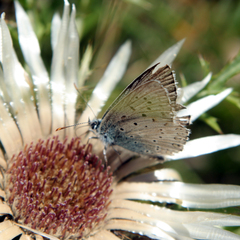 Polyommatus coridon