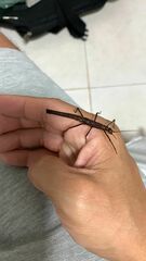Creoxylus