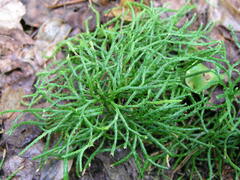 Media resource of Diphasiastrum complanatum