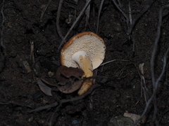 Hydnum rufescens