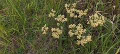 Helichrysum appendiculatum