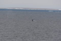 Balaenoptera musculus