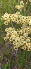Helichrysum appendiculatum