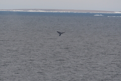 Balaenoptera musculus