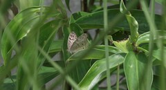 Junonia atlites atlites