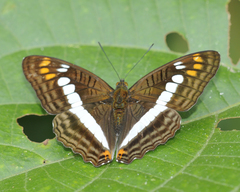Adelpha alala