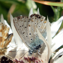 Plebejus idas