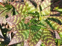 Aloe maculata