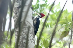 Campephilus melanoleucos