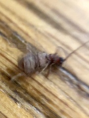 Ptinus