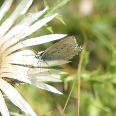 Polyommatus coridon