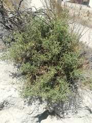 Adesmia miraflorensis