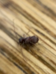 Ptinus