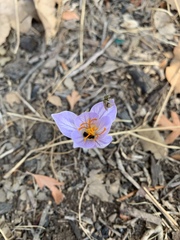 Crocus damascenus