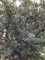 Ehretia anacua