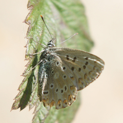 Polyommatus coridon