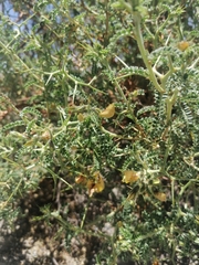 Adesmia miraflorensis