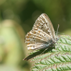 Polyommatus coridon