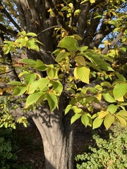 Carpinus