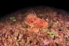 Scorpaena scrofa