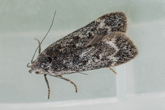Anacampsis