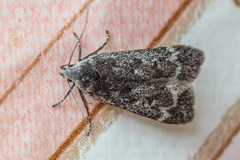 Anacampsis