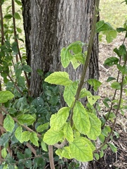 Ehretia anacua