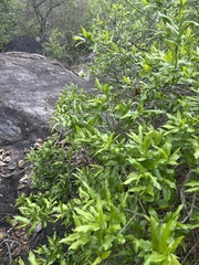 Combretum