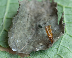 Anacampsis