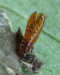 Anacampsis