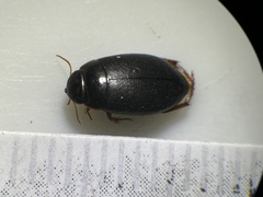Agabinae