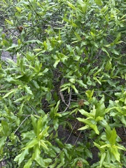Combretum