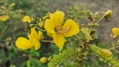 Senna auriculata