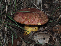 Butyriboletus regius