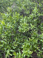 Combretum