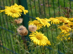 Heterotheca camporum