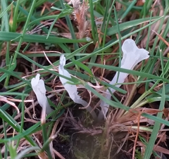 Clavaria acuta