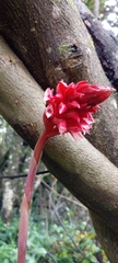 Stenorrhynchos albidomaculatum