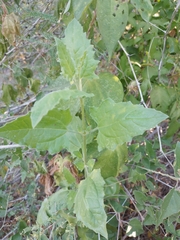 Bebbia atriplicifolia
