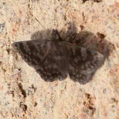 Carcharodini